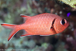 BD-131208-Daedalus-0963-Myripristis-murdjan-(Forskål.-1775)-[Pinecone-soldierfish.-Röd-soldatfisk].jpg